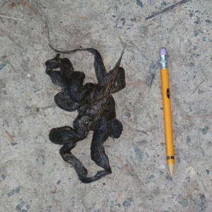 Probable mountain lion scat along Coast Trail at Palomarin.