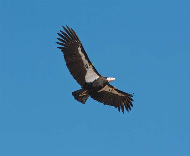 condor in flight