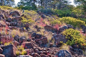 Bohemia Preserve has several large exposures of nutrient-poor serpentine soil that favor native plants adapted to survive in harsh, open conditions. Photo by Stephen Joseph.