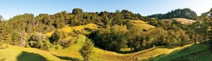 Bohemia Preserve includes a wide range of habitats, from second-growth conifer forests to oak woodlands to open coastal prairie. Photo by Stephen Joseph.