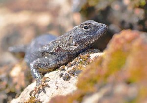 A western fence lizard, common in the sunnier parts of the preserve. Photo by Sally Rae Kimmel.