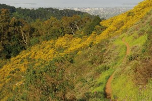Views like this, with invasive broom and eucalyptus, native plants, and the city in the distance, encapsulate the challenge of managing East Bay wildlands. Exotic weeds both fuel and benefit from fires, igniting easily and coming in after a burn. Some native plants do better with fire; others suffer. Photo by Alasdair McCondochie.