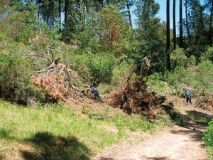 An area along the East Ridge Trail in May 2011, prior to brush clearing. Before the clearing, poison oak, coyote bush, and other vegetation were fairly thick alongside the trail. Photo by John Slaymaker.