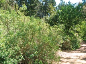 Another area along the East Ridge Trail shown in May 2011, prior to brush clearing. Photo by John Slaymaker.