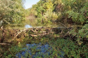 A beaver dam near St. Helena creates a deepwater refuge for juvenile fish. Photo by Jonathan Koehler, Napa County Resource Conservation District.
