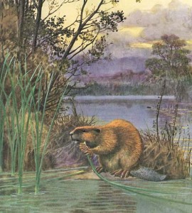 This painting is from a 1937 book by pioneering naturalist Joseph Grinnell. Well before that time, beavers had mostly been driven out of the Napa Valley, leaving some debate today about how prevalent they might have been previously. Fur Bearing Mammals of California: Their Natural History, Systematic Status, and Relations to Man, by Joseph Grinnell, (c) 1965 by the Regents of the University of California. Published by the University of California Press.