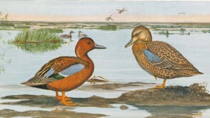 Cinnamon teal once nested in the valley's marshes but are now limited to nearby reservoirs and sewage ponds. From Grinnell, et al. 1918, courtesy UC Press.