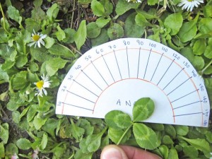 Make a simple protractor and use leaves and branches to start learning angles. Photo by Laure Latham.