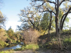 Some riparian woodlands remain, as at the Napa River Ecological Preserve near Yountville. Photo by Robin Grossinger.