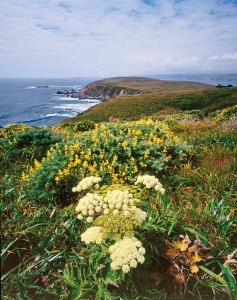 Cow parsnip and yellow bush lupine anchor the view north to the tip of Tomales Point. Photo (c) Ed Callaert.
