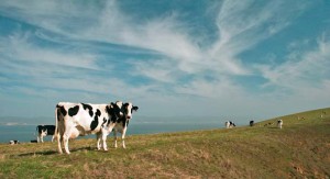Holstein cows have replaced elk on many of Point Reyes' grasslands, including these from the Nunes Ranch grazing near Chimney Rock. Photo by David Wimpfheimer.