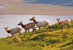 Three tule elk cows and a juvenile above Tomales Bay. Photo by John W. Wall.