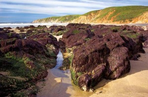 Algae-covered rocks at McClures Beach at low tide. Photo by William Dreskin.
