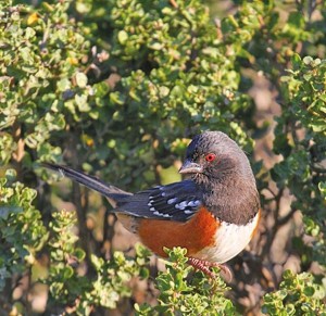 Spotted towhees, like this one on a coyote bush, favor the dense cover provided by coastal scrub. Photo by Rick Lewis.