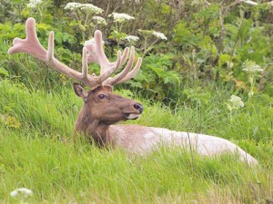 A tule elk buck in front of blooming cow parsnip on Tomales Point. Photo by Randall Finley.