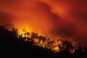 The Vision Fire, which consumed many of the bishop pines on the west side of Inverness Ridge. Photo by Richard Blair.
