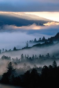Fog covers Olema Valley while light from the setting sun hits Bolinas Ridge. Photo by Richard Blair.