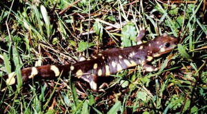 California tiger salamander at Barn Pond on Blue Oak Ranch. Photo by Jeffery T. Wilcox.