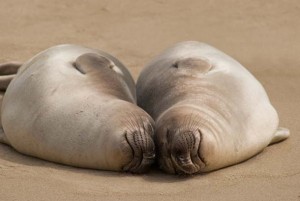 Two young elephant seals on a beach at Drakes Bay. (c) Sean Arbabi / Arbabi Imagery.