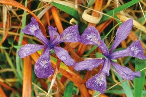Douglas iris on the Coast Trail. Photo by Rick Lewis.