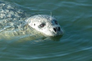 Point Reyes hosts the largest concentration of harbor seals in California. Photo by Jules Evens.