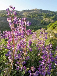 A blue bush lupine blooms in the coastal scrub along the Coast Trail near Palomarin. Photo by James Katz.