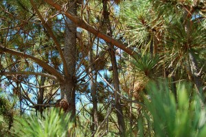 estern gray squirrels are the only species known to open the tightly-sealed bishop pine cones, and could serve a vital ecological role in dispersing seeds. Photo by KQED Quest.