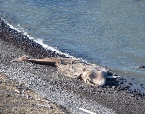 Fin Whale (Balaenoptera physalus) carcass on Palomarin Beach.
