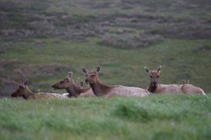 Tule elk resting in a grassy opening in the northern coastal scrub. Females outnumber males on the peninsula, a skewed sex ratio that is occurring for reasons unclear.