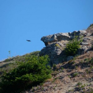 Outcropping with red-tail hawk in flight.