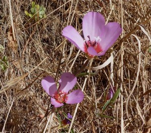Farewell-to-spring (Clarkia amoena), an evening primrose. Named after that intrepid explored from the Lewis and Clark Expedition, William Clark; amoena means "charming," and so it is.