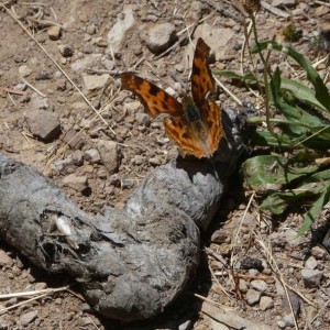 Butterflies seem to have a habit of roosting on scat. Pictured here is a satyr anglewing (Polygonia satyrus) at rest on some dried coyote scat. I've also seen red admirals and painted ladies doing this. Arthur Shapiro author of Field Guide to the Butterflies of the San Francisco Bay Area (U.C. Press 2007) tells me this behavior is "very common and normal! Also at cadavers, particularly, for some reason, dead snakes."