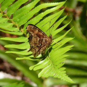 The underwing pattern of the satyr anglewing has a diagnostic white crescent on the hindwing. This cryptic coloration provides camouflage when the butterfly roosts amidst dead leaves, but may also aid in heat absorption (thermoregulation). Anglewings, also generate body heat by trembling.