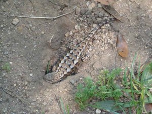 This western (or "Coast Range") fence lizard (Sceloporus occidentalis) is hunkered at the entrance to a burrow, apparently basking in the sun. The cryptic coloration of its back blends fairly well with the gravelly background. The black markings on the dorsal scales suggest a female; males have blue on the vent, so are commonly known as "blue-bellies."