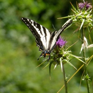 Pale swallowtail (Papilo eurymedon). More reclusive and rural than the more familiar western tiger swallowtail, with narrower wings and muted color.