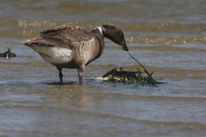 Eelgrass provides the only sustenance for brants on their 5,000-mile migration. Photo by David Wimpfheimer.