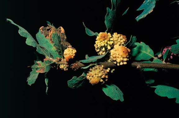 Yellow studded bud galls on blue oak