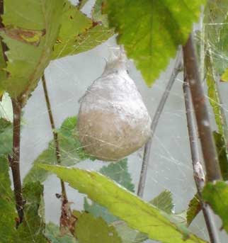 Garden Spider   on Eggcase 155658 1162327441728 L Spider Egg Sac Texas  M Lr Jpg