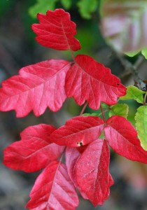 Poison oak turns brilliant colors in the fall, as this one in Tilden Regional Park in the hills above Berkeley. Photo by Philip Bouchard.