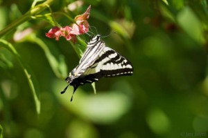 swallowtail 018