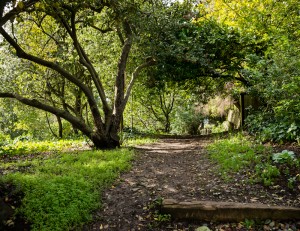 Acacia Walk. Photo by Keith Skinner.