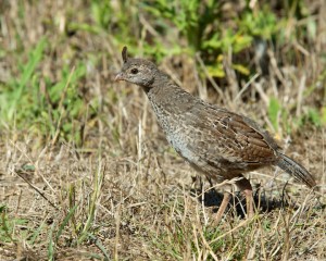 A bold juvenile quail. Photo by Jen Joynt.