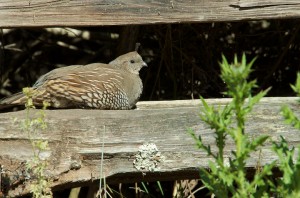 Female quail takes a rest. Photo by Jen Joynt.