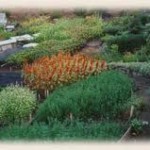 Grow Biointensive