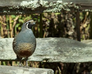 Quail on guard. Photo by Jen Joynt.
