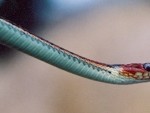 SF_Garter_Snake_003_small