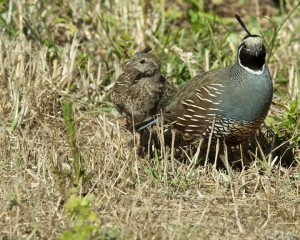 Quail chick safe with its mother. Photo by Jen Joynt.