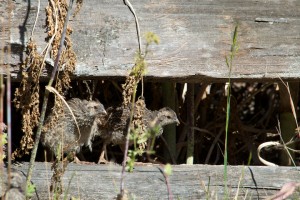 Young quail in a perch. Photo by Jen Joynt.