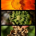 calendula
