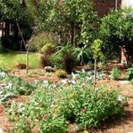 edible landscaping